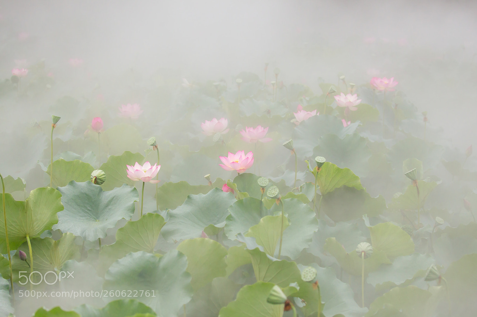 Canon EOS 6D sample photo. 霧裡看花 photography