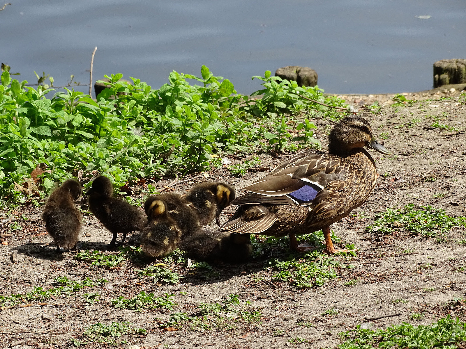 Sony Cyber-shot DSC-HX400V sample photo. Dans le parc de photography