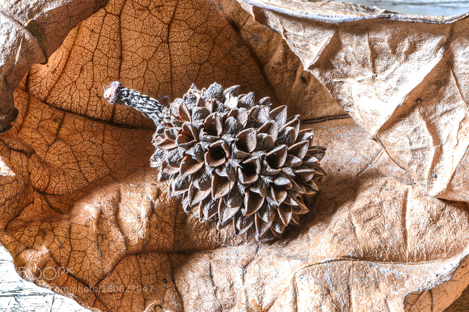 Nikon D7500 sample photo. Spiked seed photography