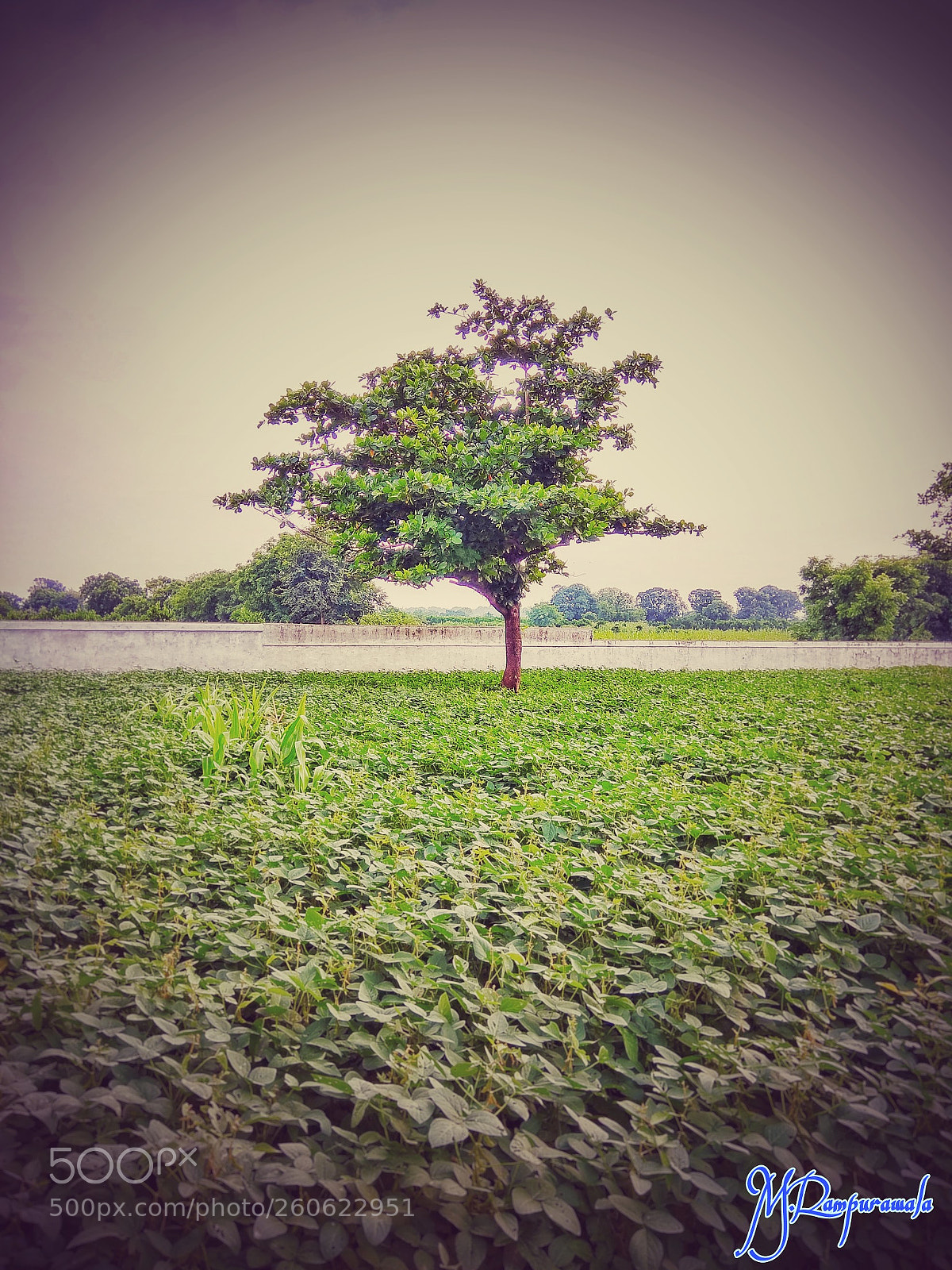 Xiaomi Redmi Note 4 sample photo. Tree? photography