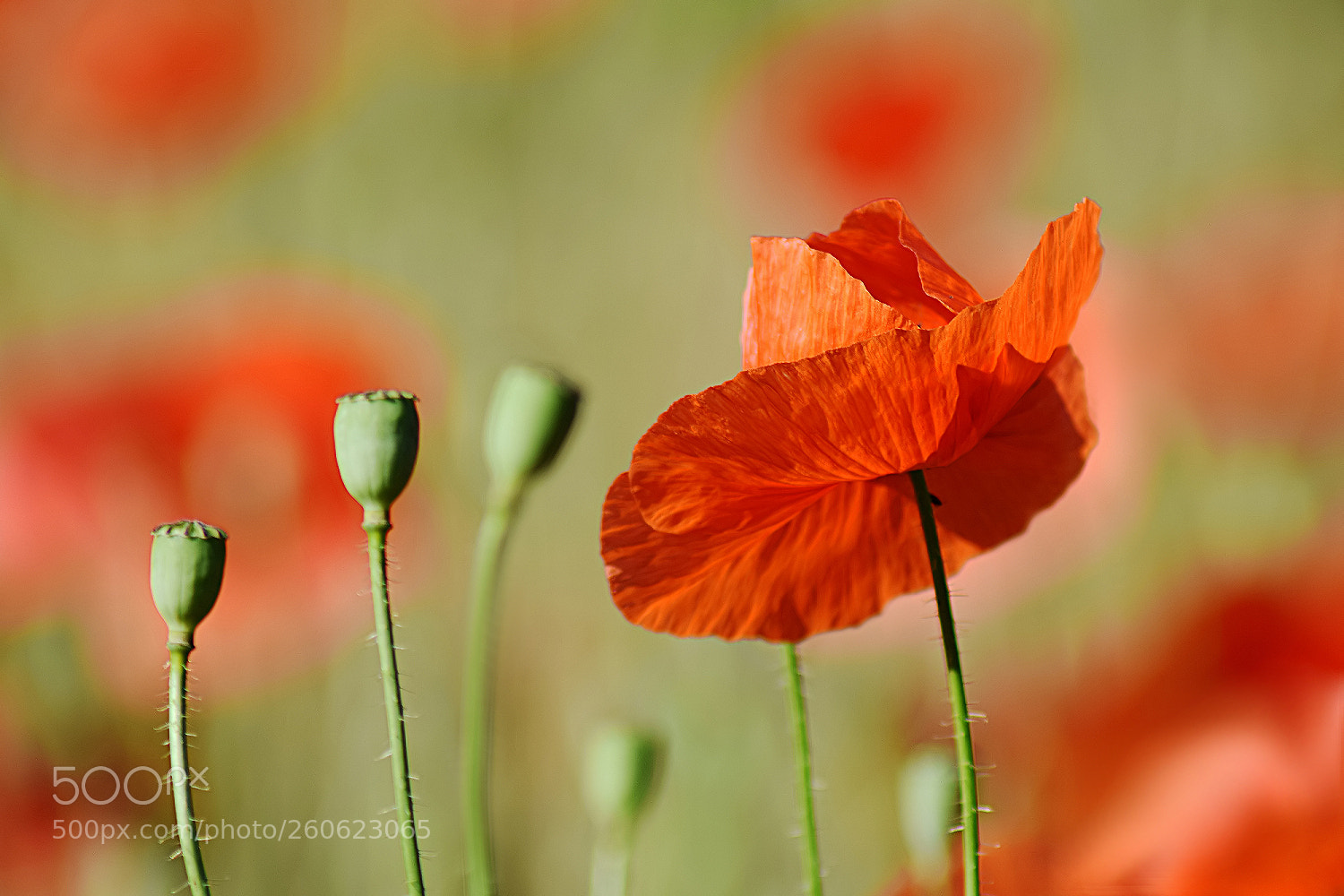 Nikon D3300 sample photo. Poppy photography