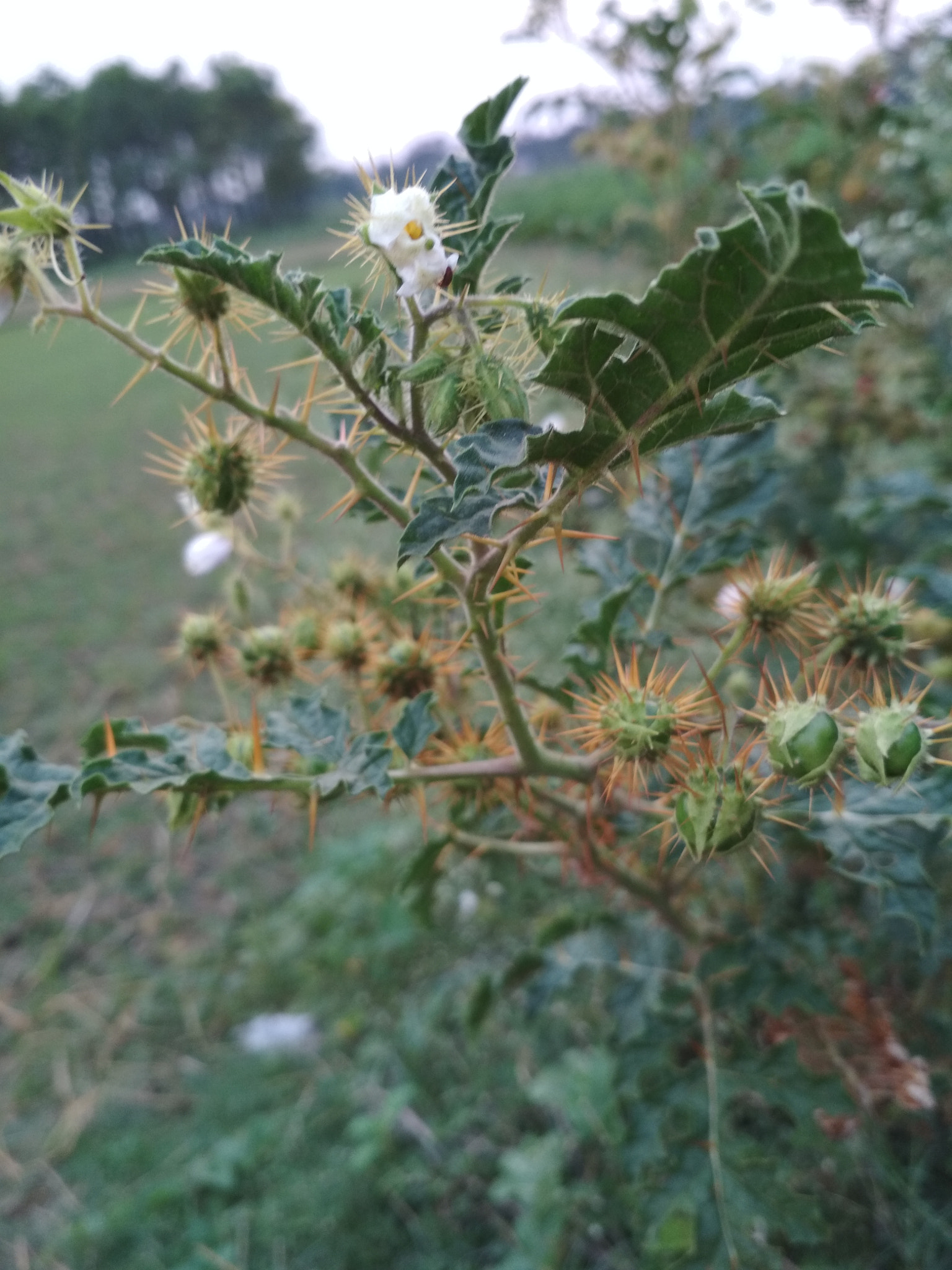 Xiaomi Redmi 4 Pro sample photo