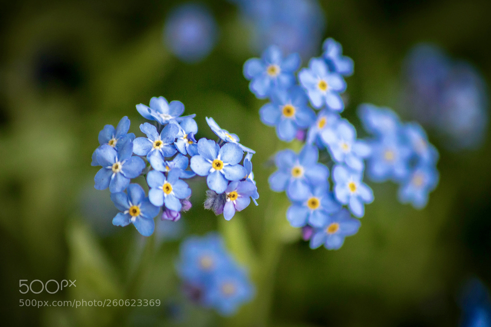 Canon EOS 750D (EOS Rebel T6i / EOS Kiss X8i) sample photo. Petit beauties  photography