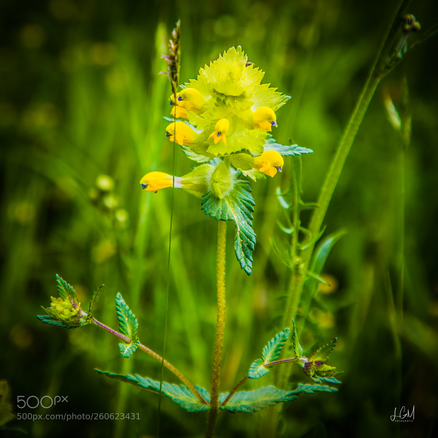 Canon EOS 6D Mark II sample photo. Teggernsee photography
