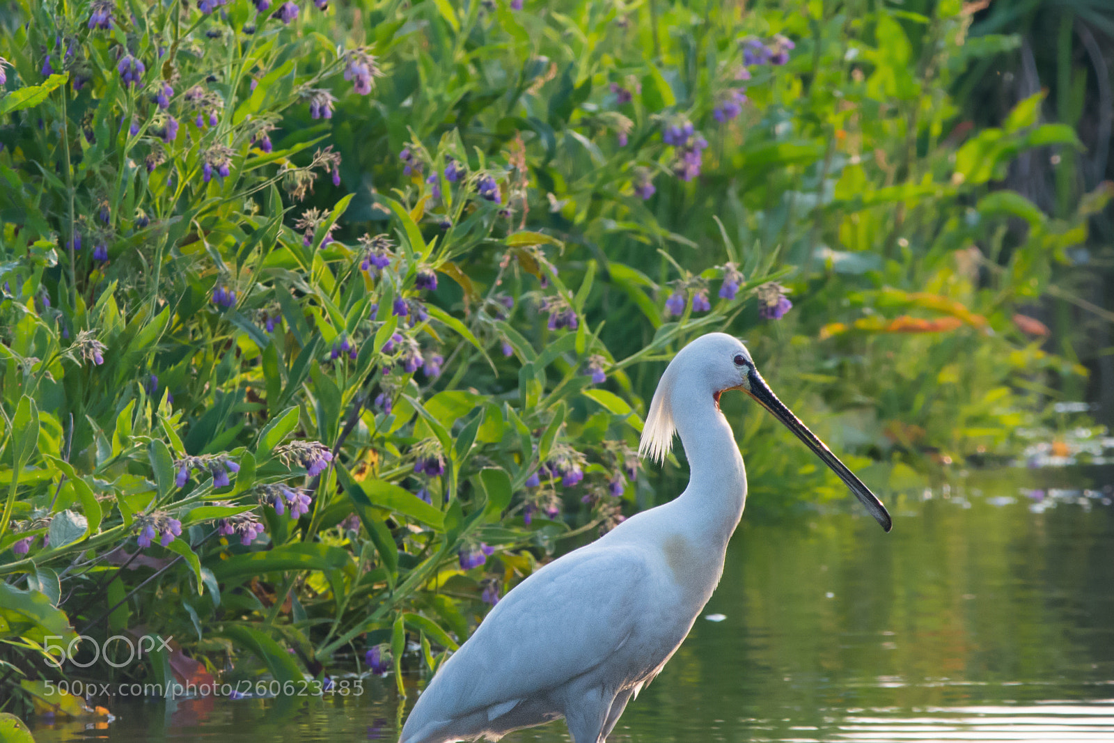 Nikon D7100 sample photo. Posing for a pretty photography