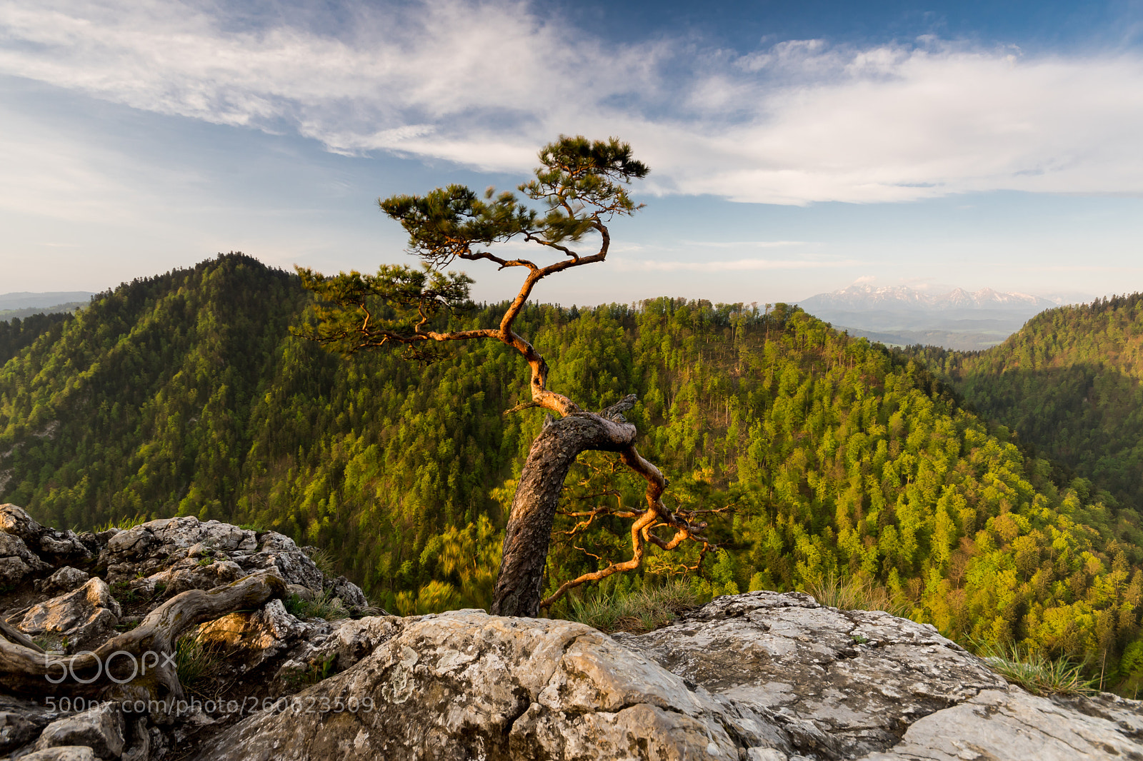Sony ILCA-77M2 sample photo. Sokolica 3 photography