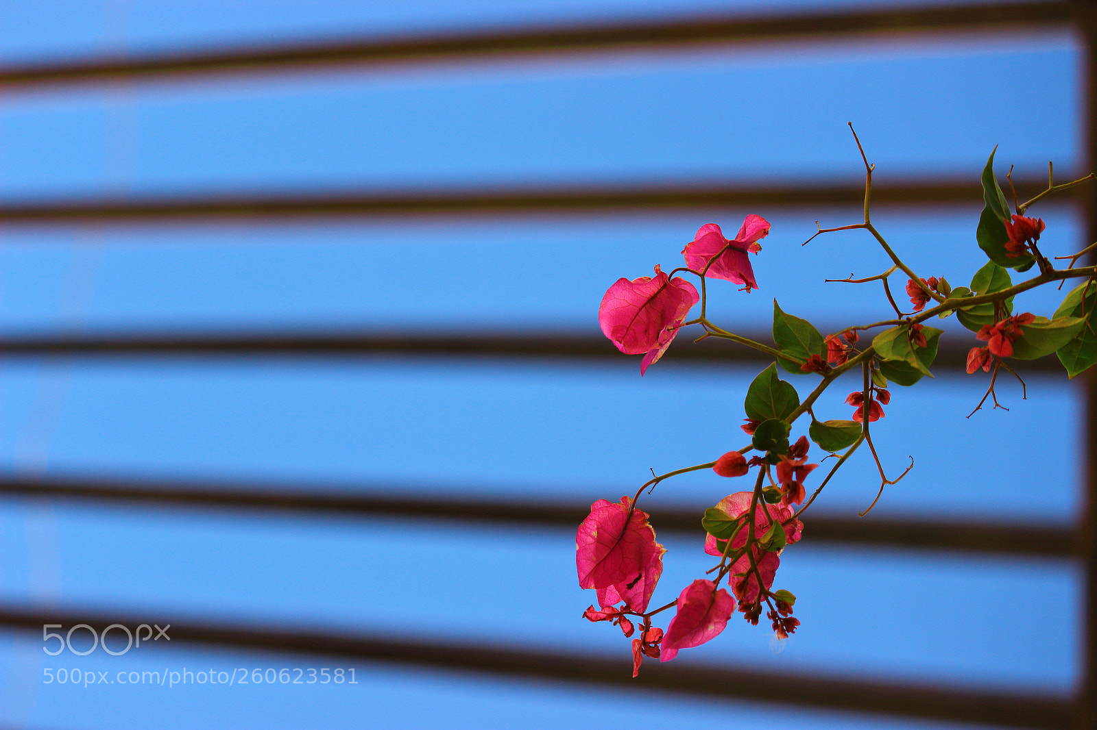 Canon EOS 600D (Rebel EOS T3i / EOS Kiss X5) sample photo. Bougainvillea photography