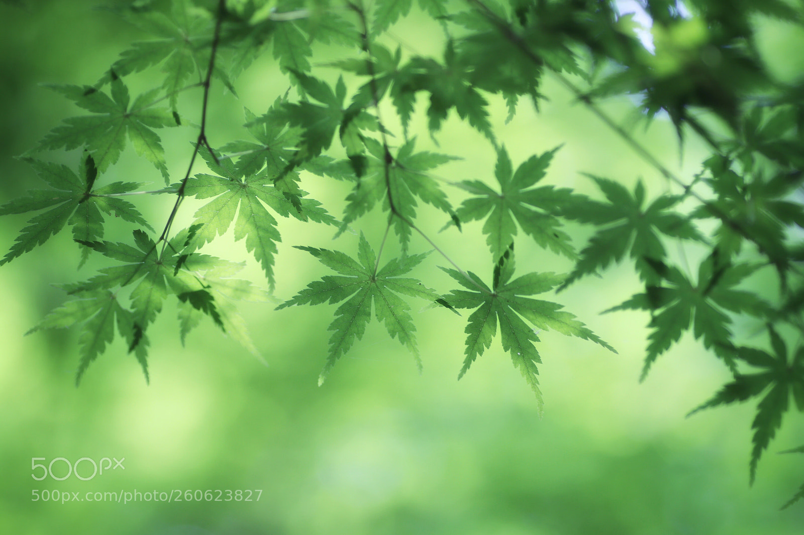 Canon EOS 80D sample photo. Untitled photography