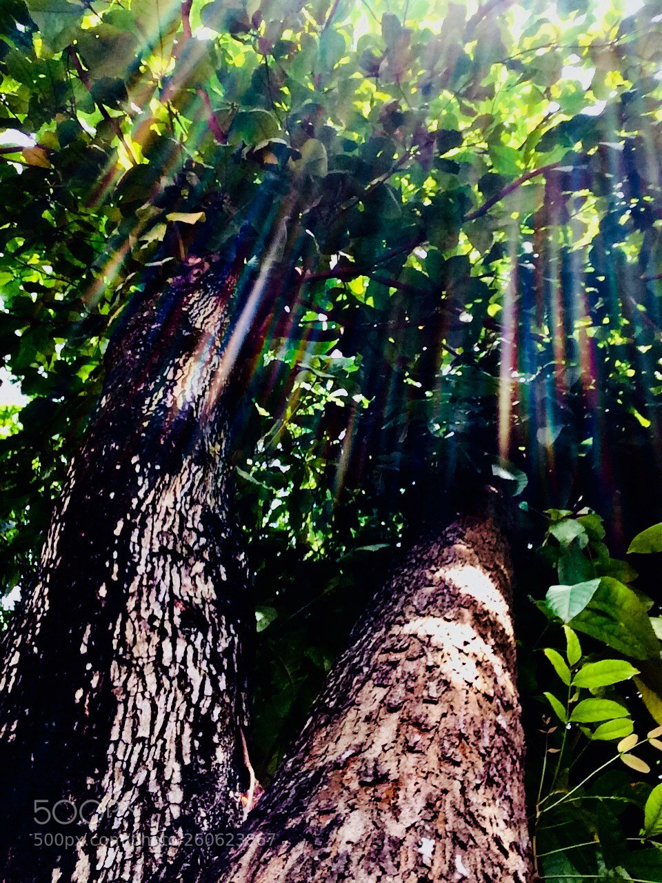 Apple iPhone 5s sample photo. 74th year photography