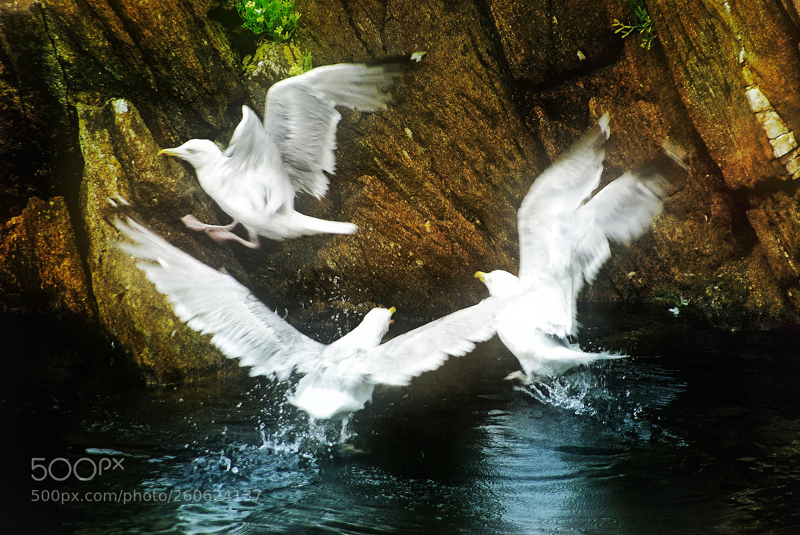 Pentax K200D sample photo. Untitled photography