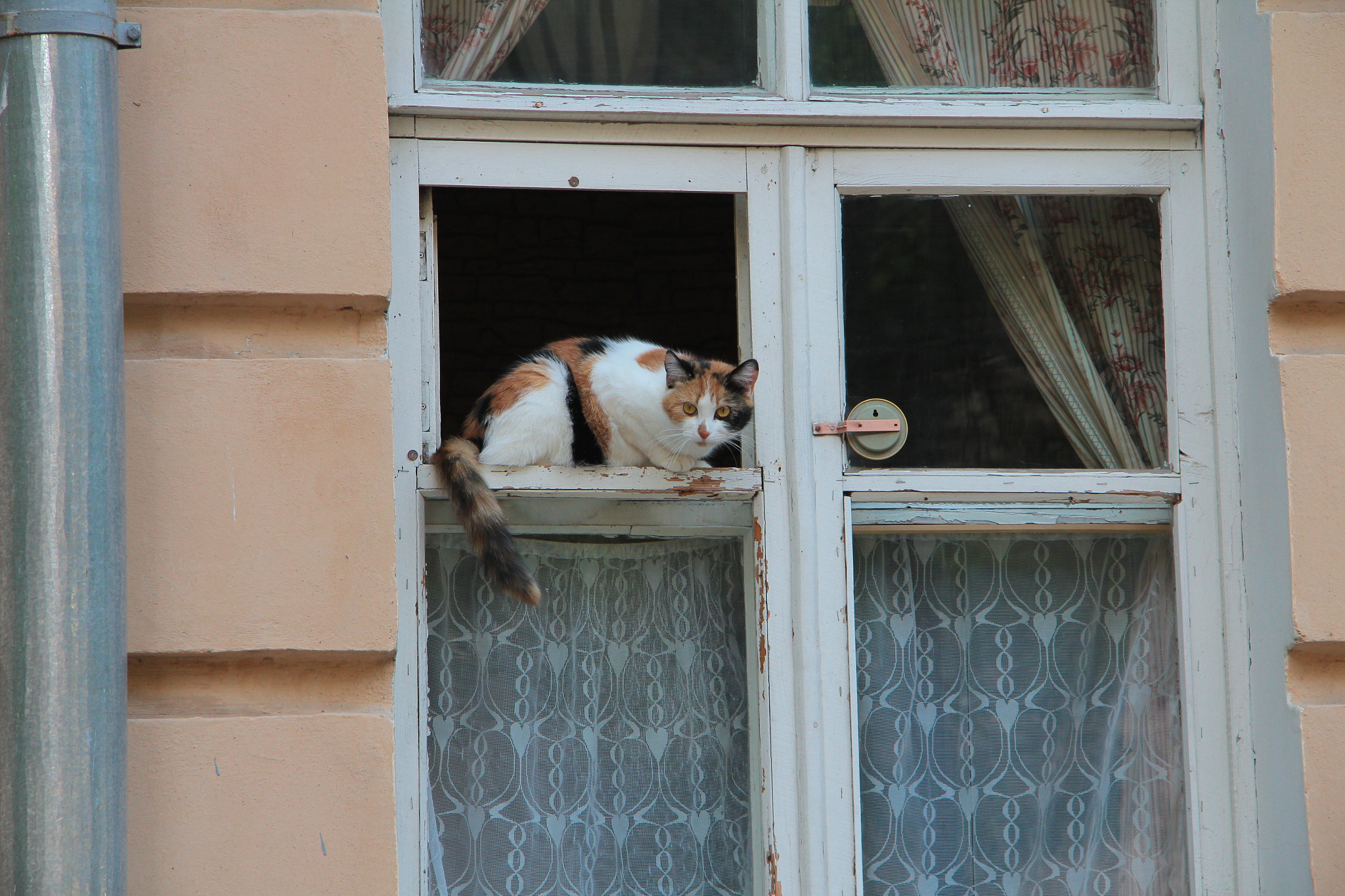 Canon EF-S 17-85mm F4-5.6 IS USM sample photo. Cat photography