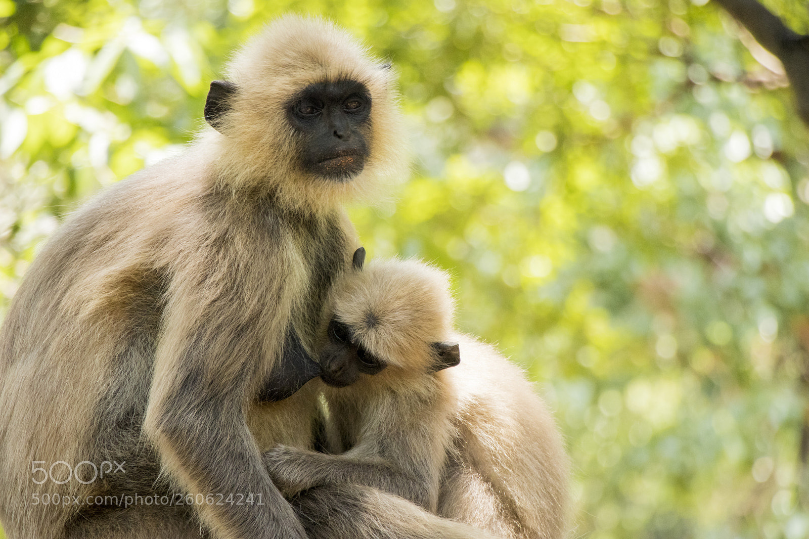 Canon EOS 80D sample photo. Mother's love photography
