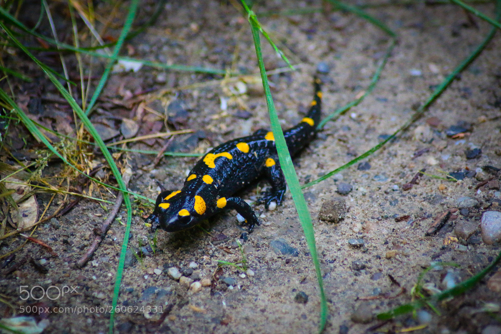 Canon EOS 70D sample photo. Untitled photography