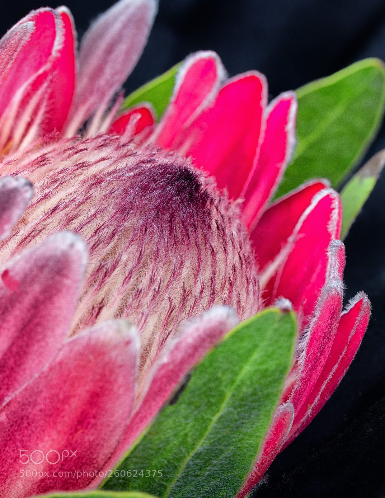 Canon EOS 7D sample photo. Protea photography