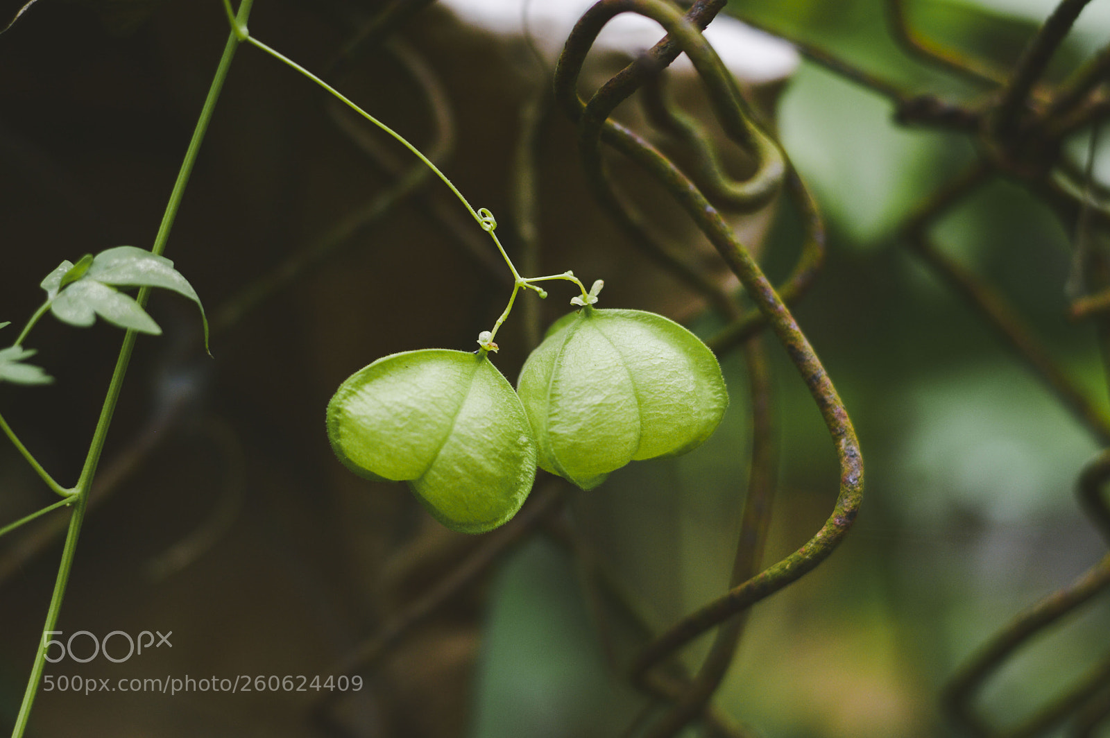 Nikon D3200 sample photo. Cardiospermum halicacabum photography