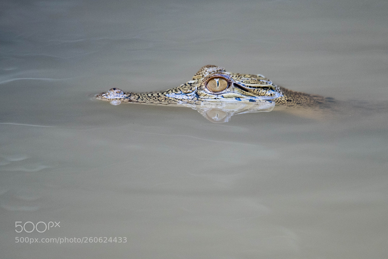 Nikon D500 sample photo. Tiny croc photography