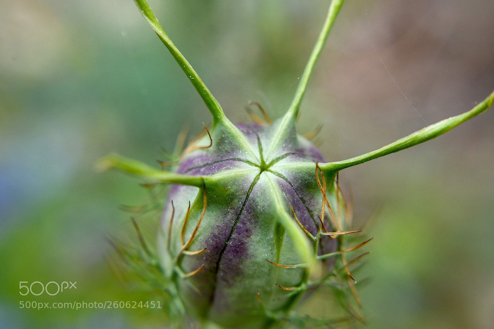 Nikon D7500 sample photo. Alien egg photography