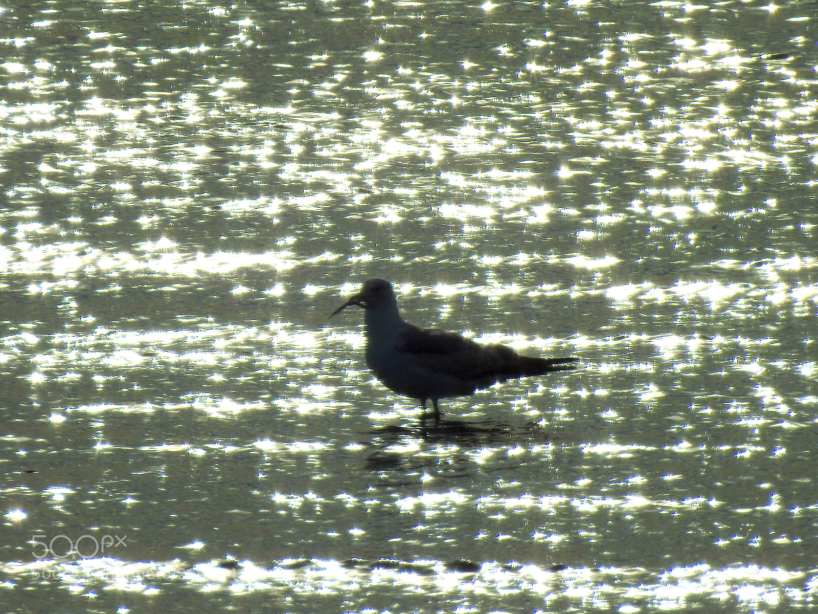 Nikon Coolpix P900 sample photo. Gull photography