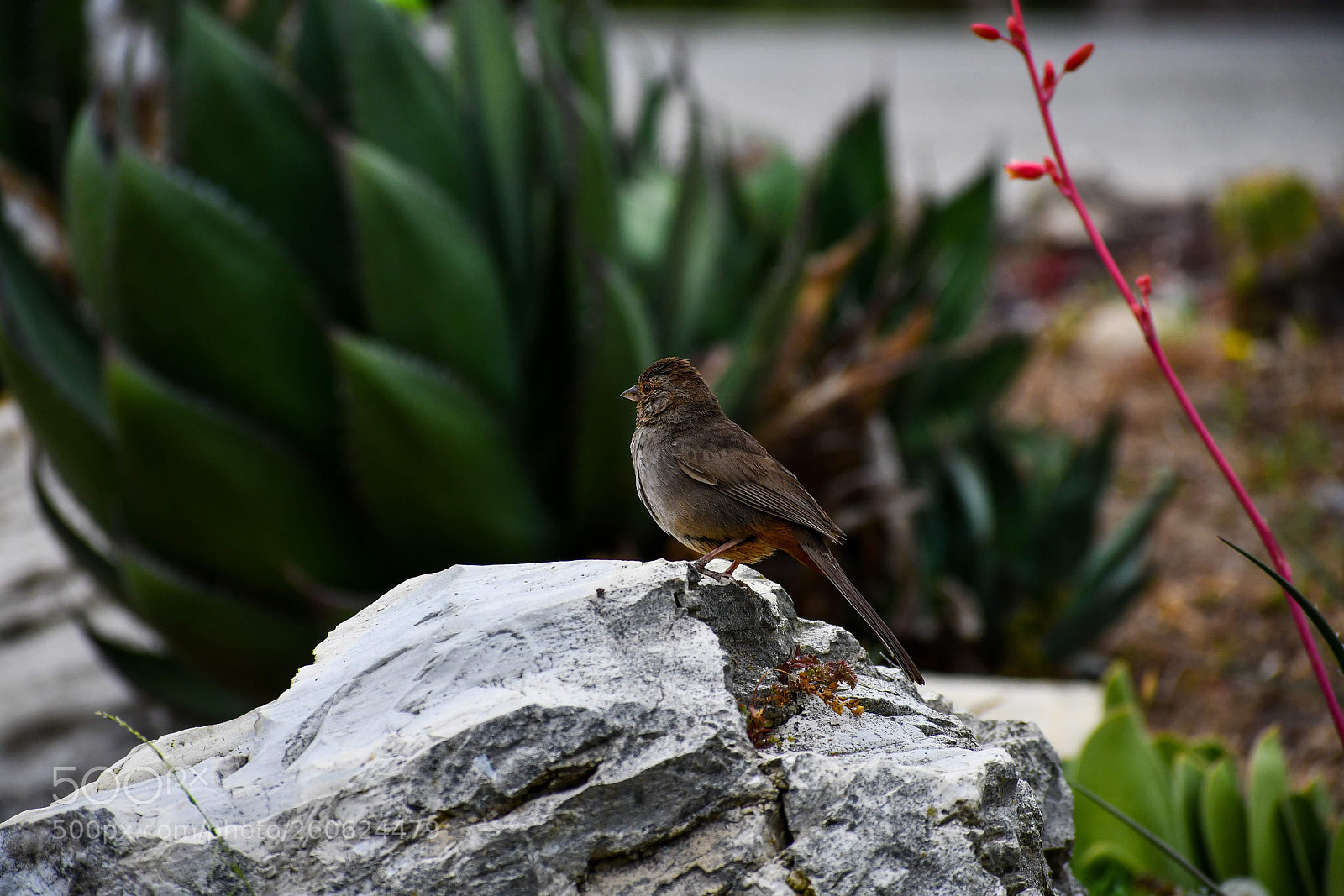 Nikon D7500 sample photo. Focused photography
