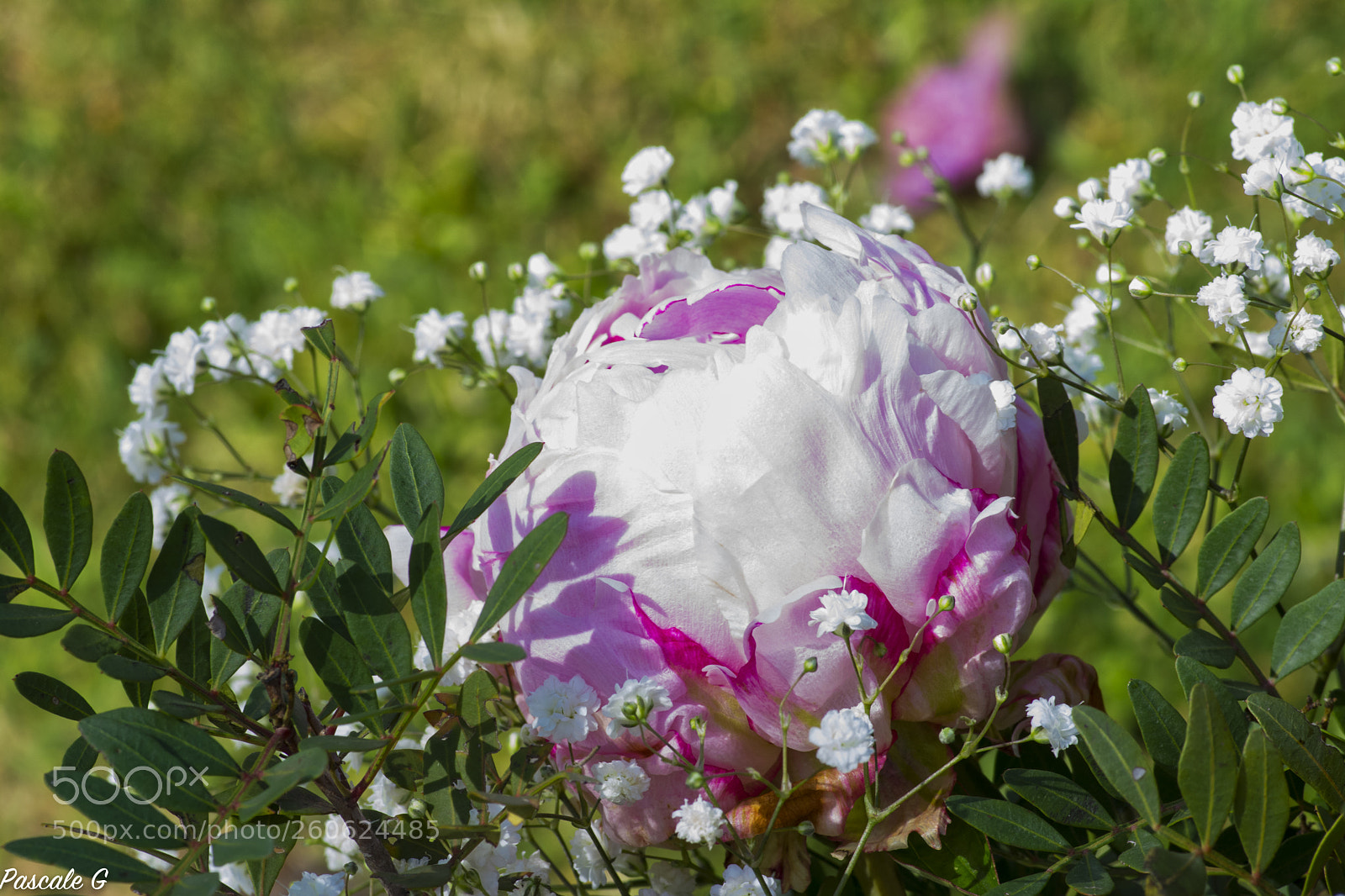 Nikon D7100 sample photo. Peony : my favorite flower photography