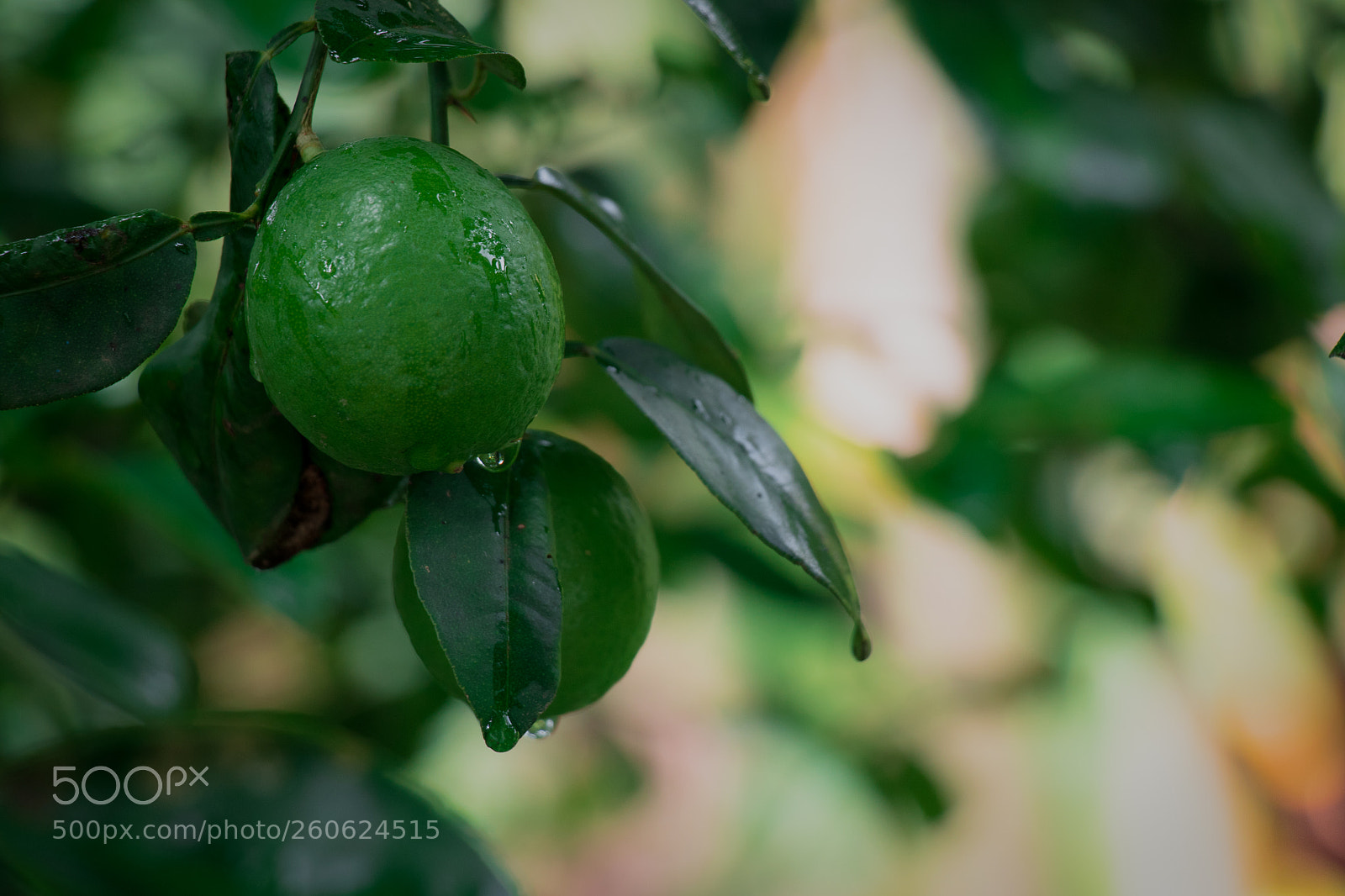 Canon EOS 80D sample photo. Lemon photography