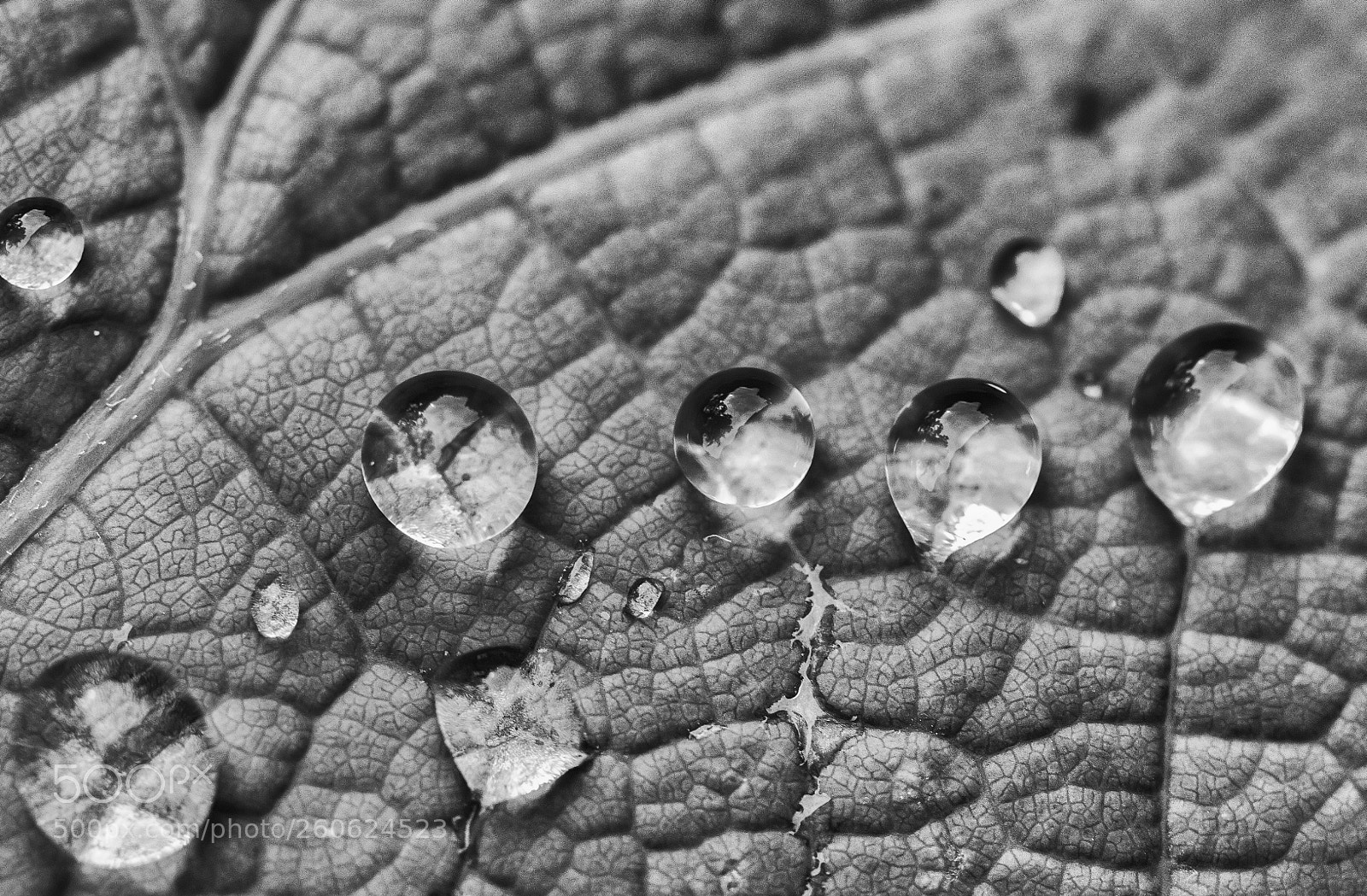 Canon EOS 80D sample photo. Drops #2 photography