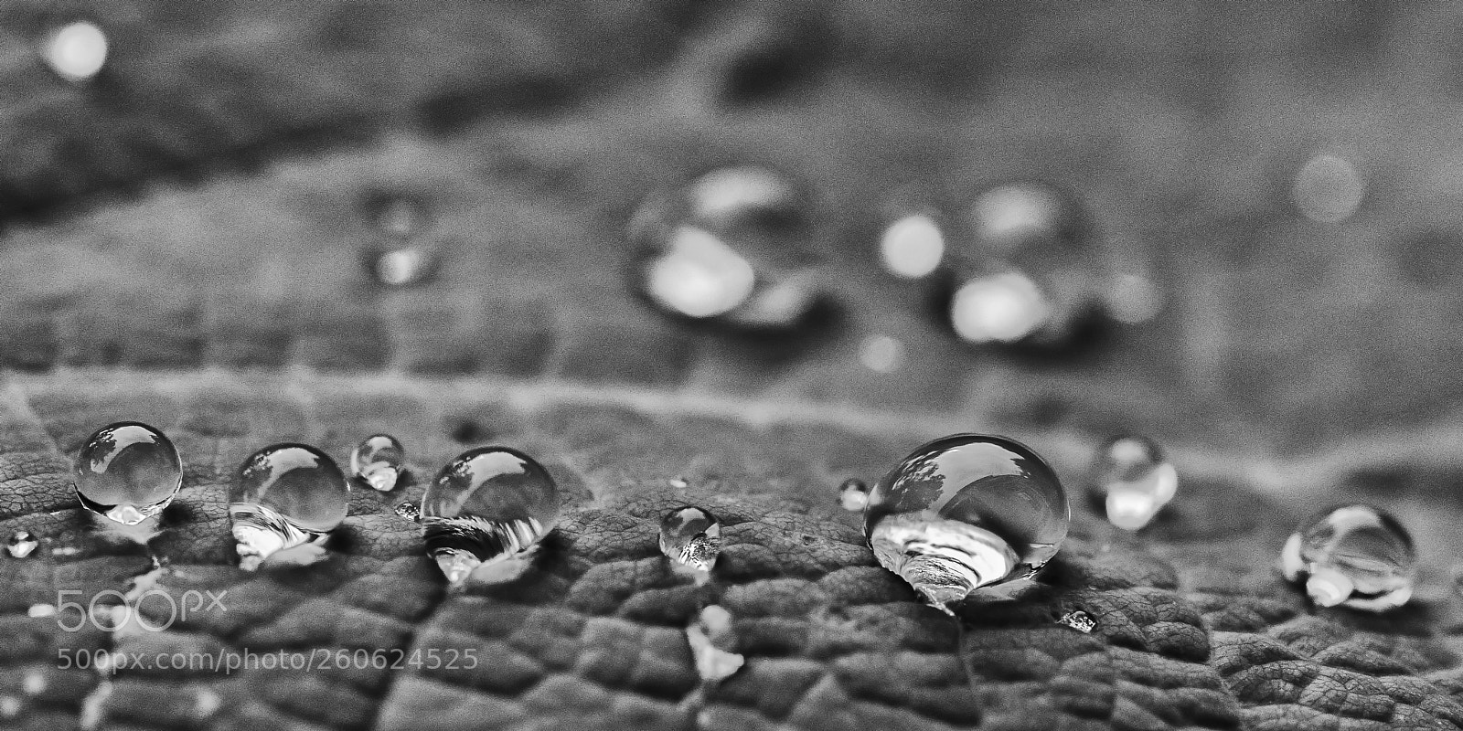 Canon EOS 80D sample photo. Drops #1 photography