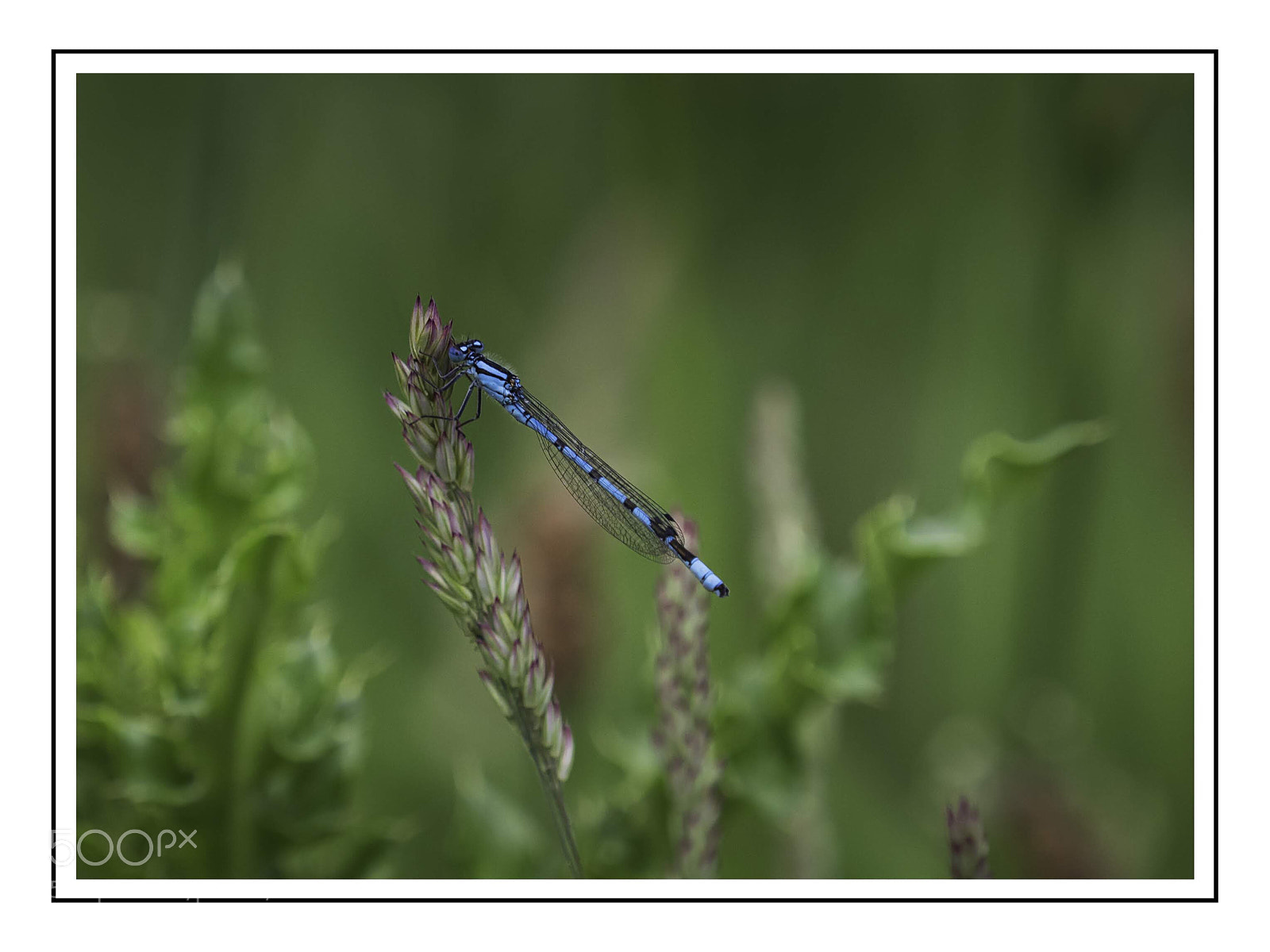 Olympus OM-D E-M5 II sample photo. Female bluetail damselfly no.3 photography