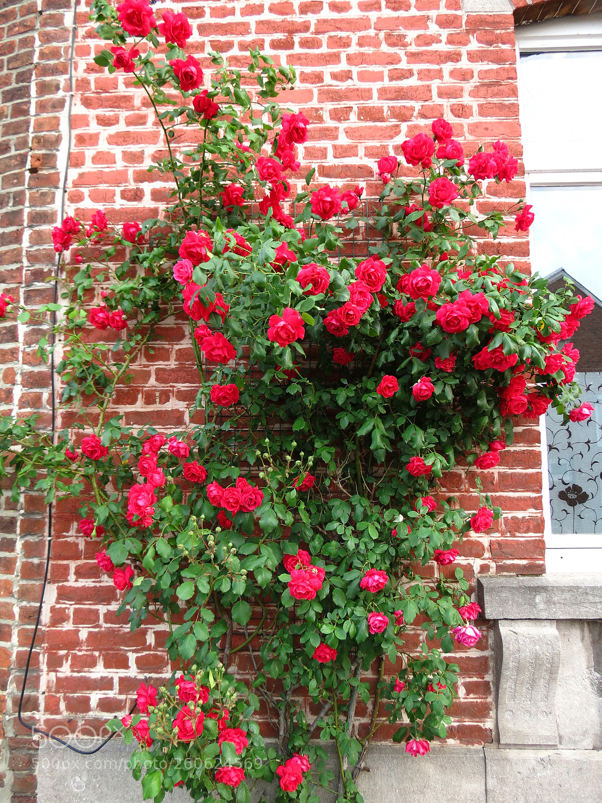 Canon PowerShot SX40 HS sample photo. Rosa photography