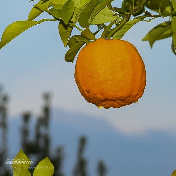 Nikon D5300 sample photo. Orange drop photography
