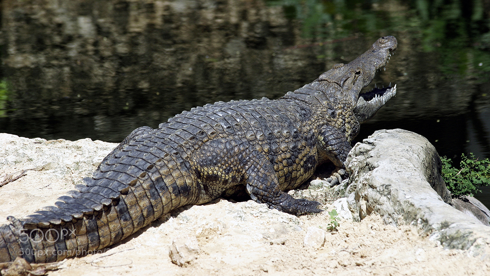 Canon EOS 10D sample photo. Krokodil, crocodile photography