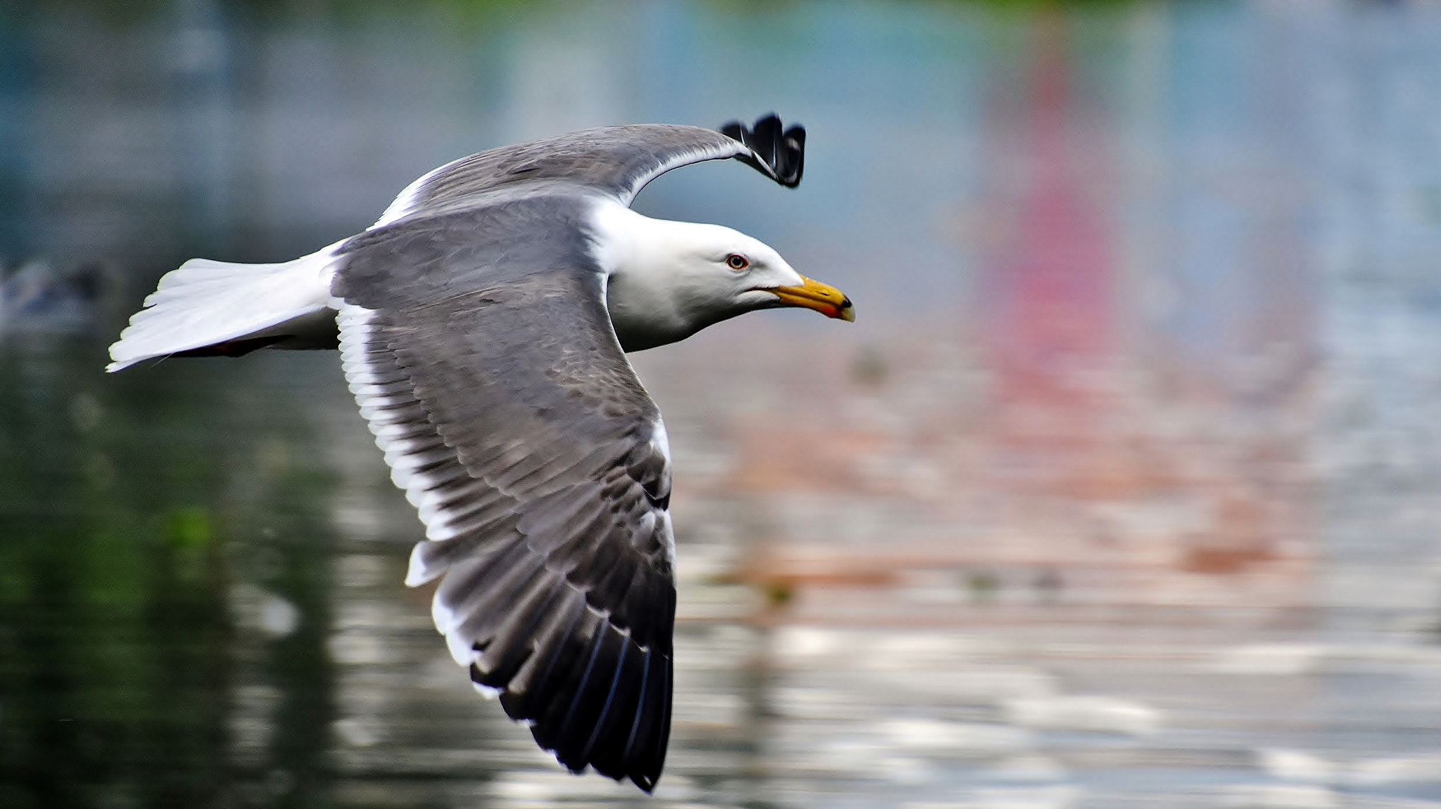 Nikon D7200 sample photo. Chick hunting season... photography