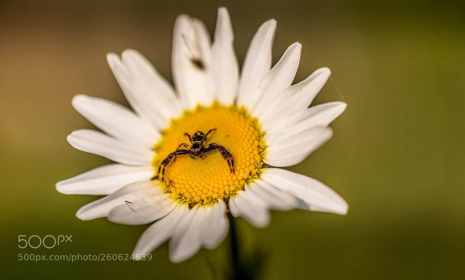 Nikon D850 sample photo. Spider photography