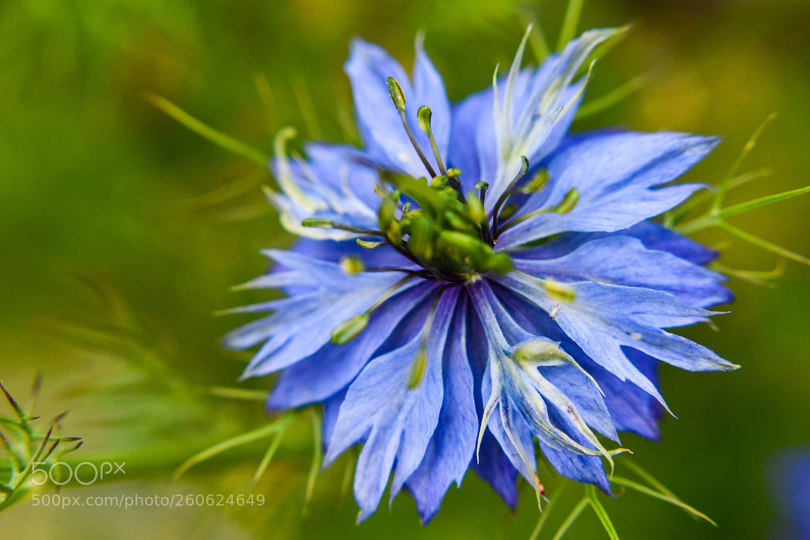Nikon D7500 sample photo. Macro flower photography