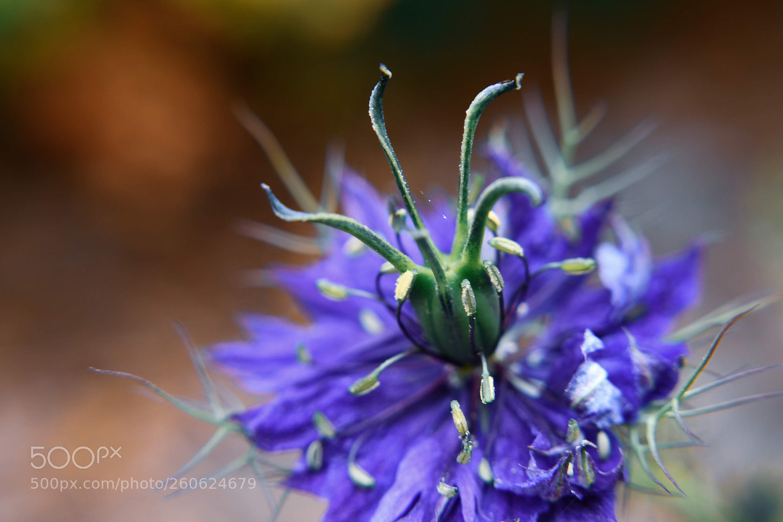 Nikon D7500 sample photo. Macro flower photography