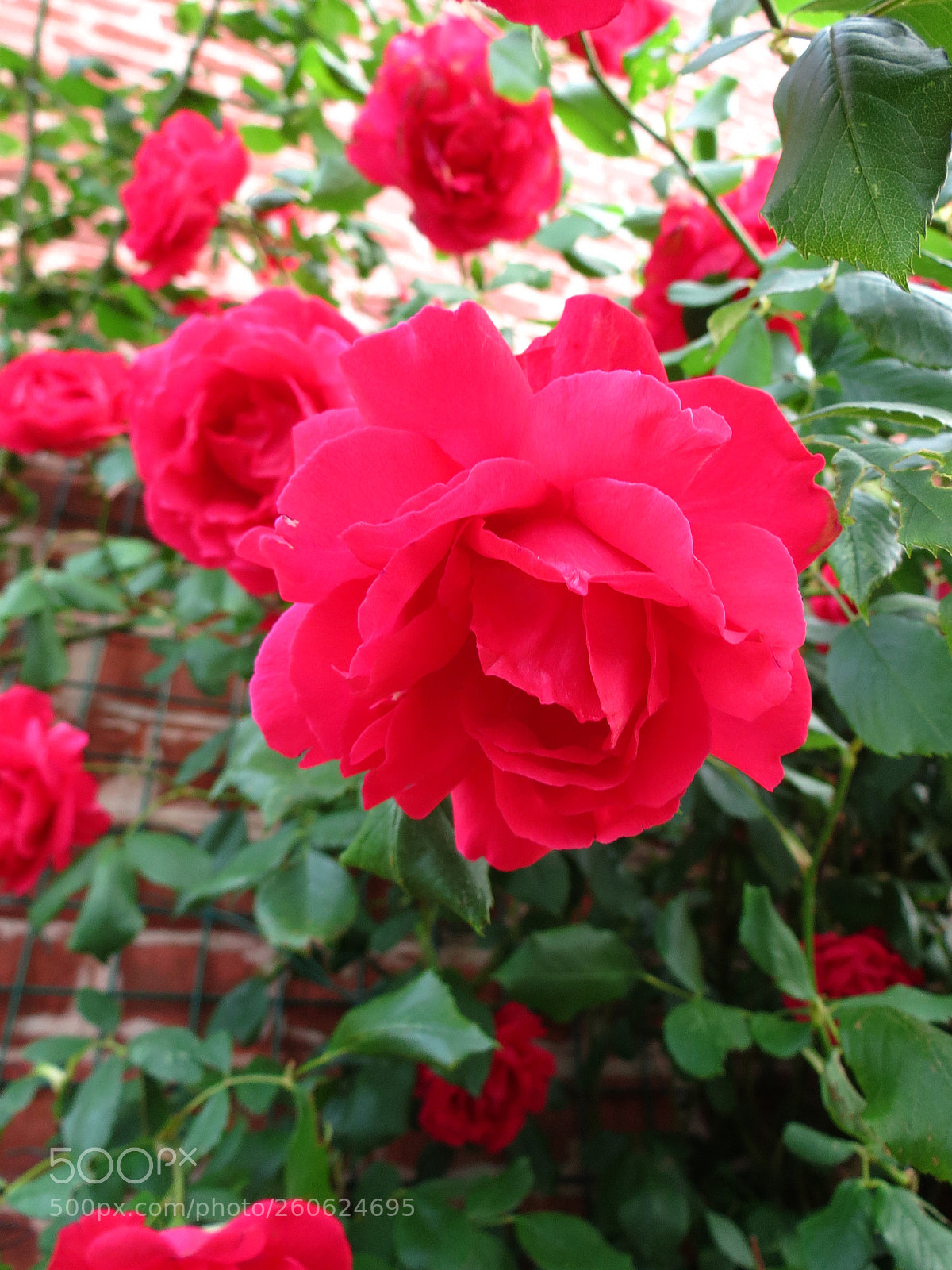 Canon PowerShot SX40 HS sample photo. Rosa photography