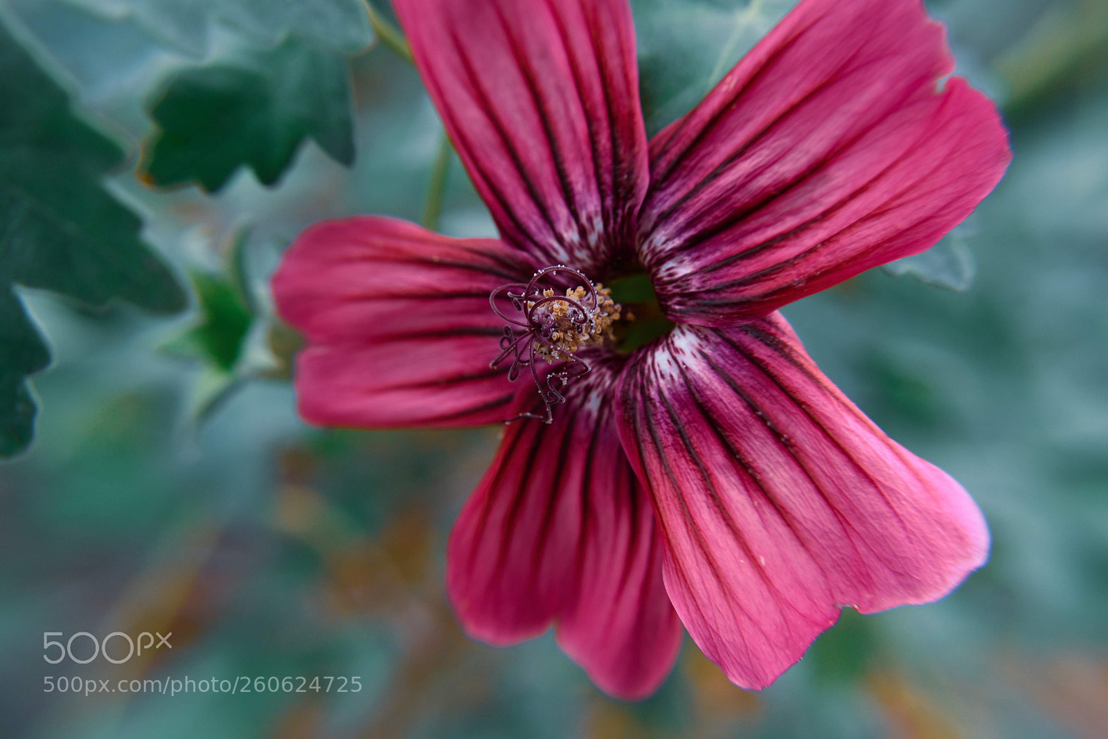 Nikon D7500 sample photo. Macro flower photography