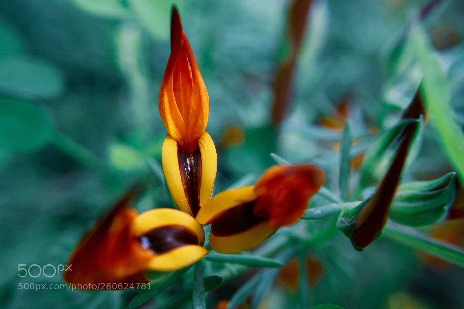 Nikon D7500 sample photo. Macro flower photography