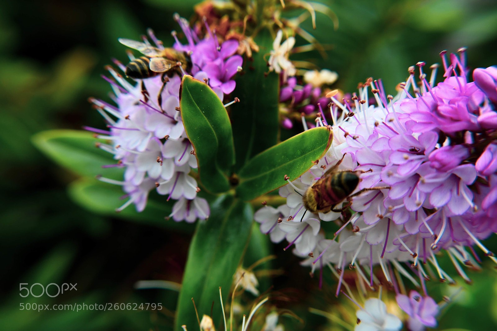 Nikon D7500 sample photo. Two busy bees photography