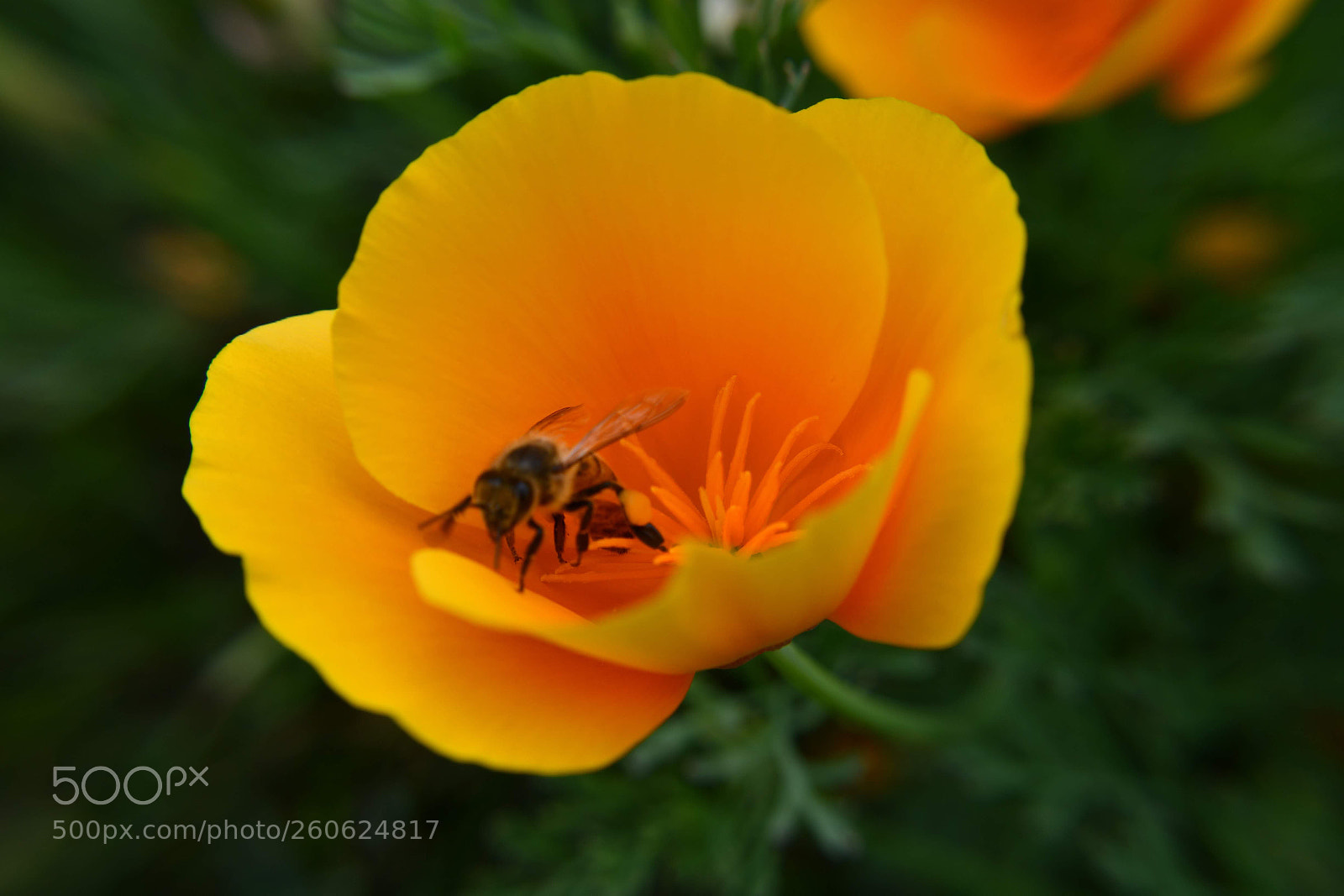 Nikon D7500 sample photo. Bee in a california photography