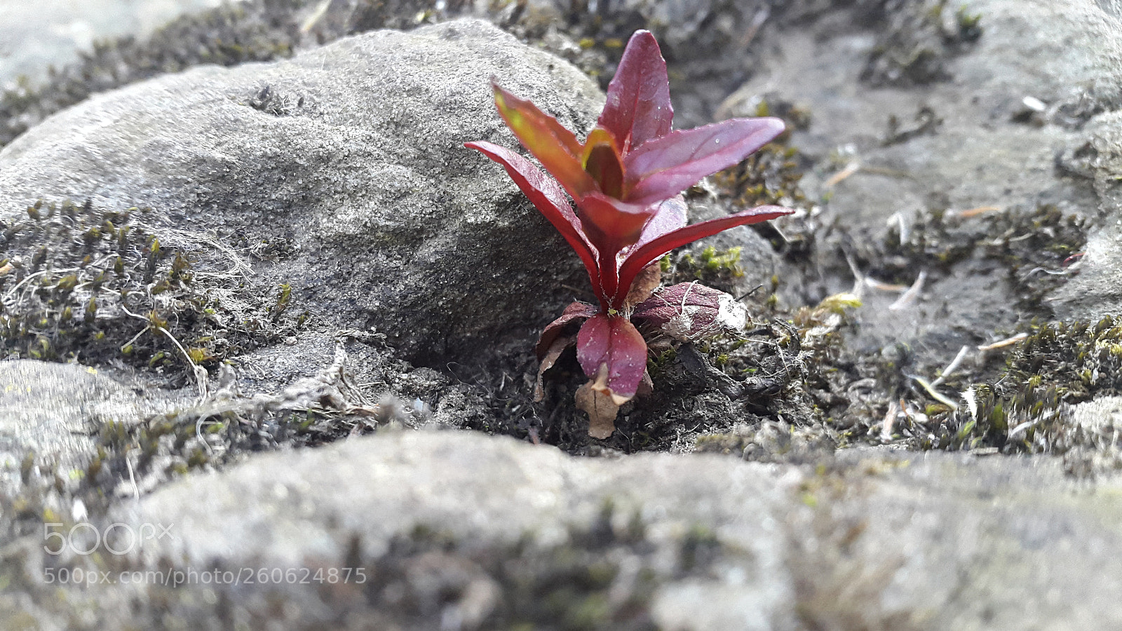 Samsung Galaxy Alpha sample photo. Single... photography