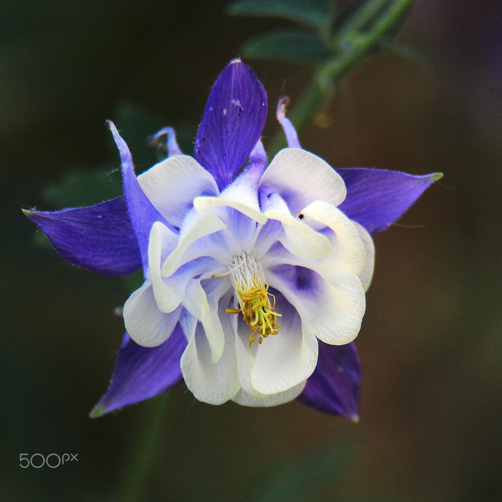 Canon EF-S 18-200mm F3.5-5.6 IS sample photo. Songbird columbine 'blue bird' photography