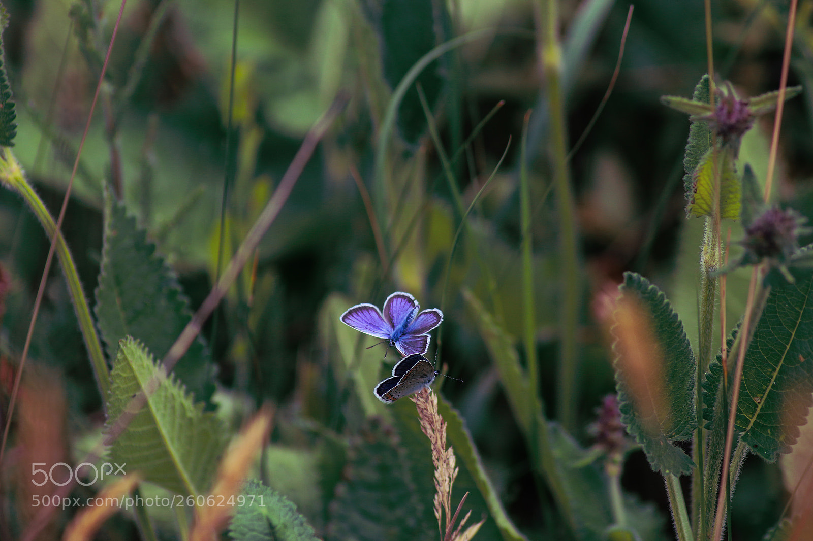 Canon EOS 70D sample photo. Untitled photography