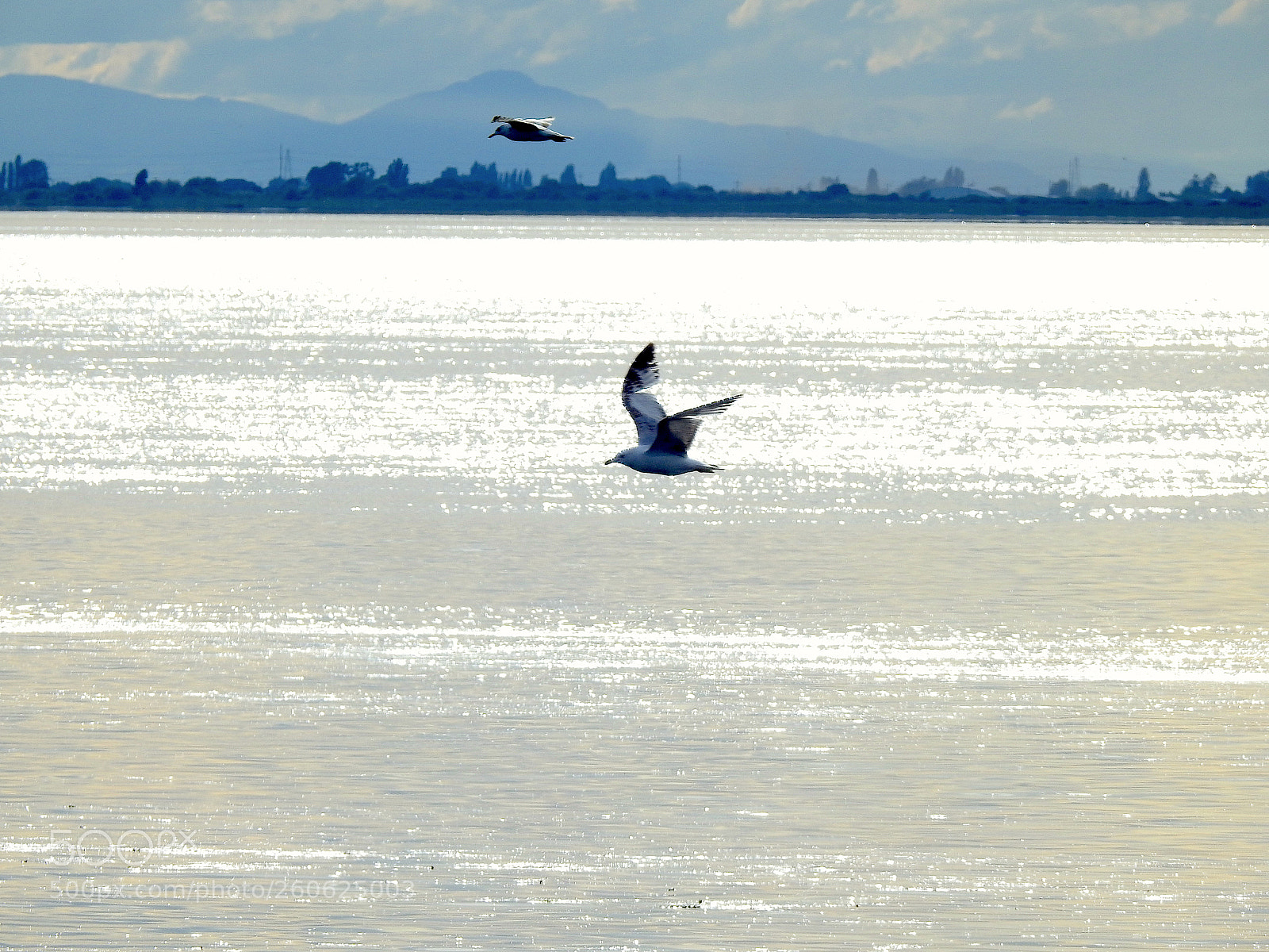 Nikon Coolpix P900 sample photo. Gulls photography
