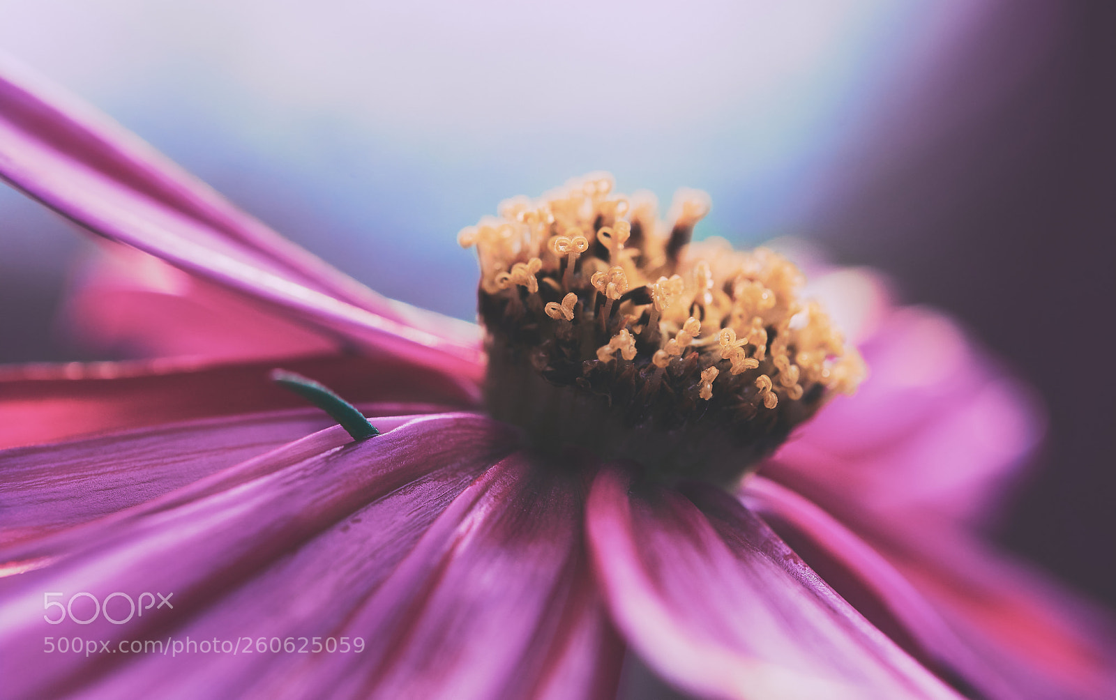 Fujifilm X-H1 sample photo. Flower photography