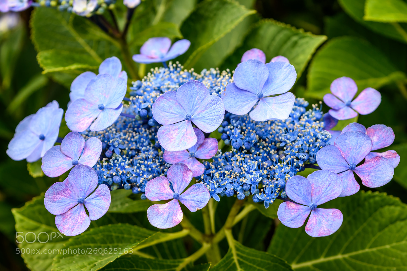 Nikon D7500 sample photo. Bloom photography
