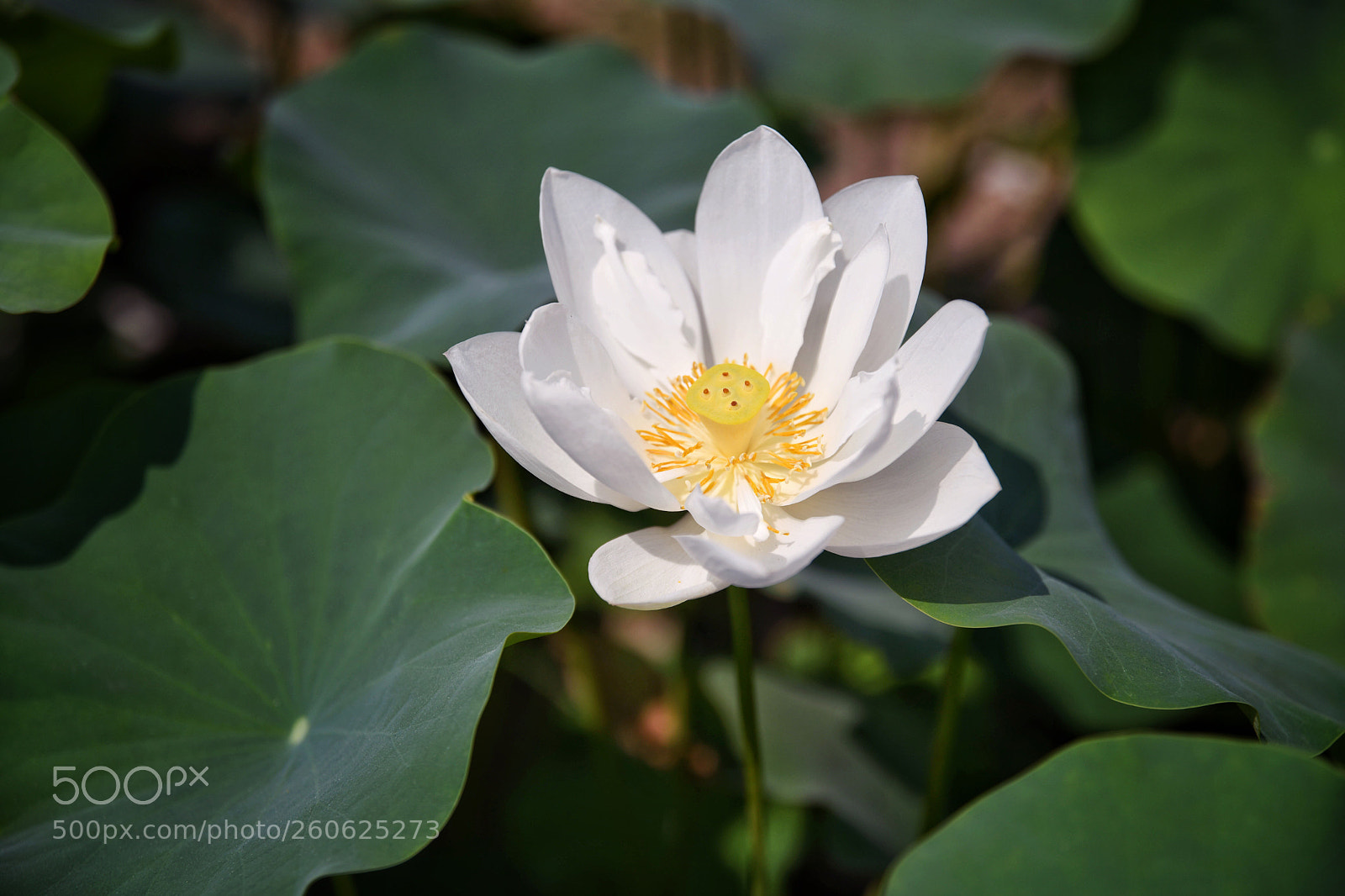Nikon D850 sample photo. Untitled photography