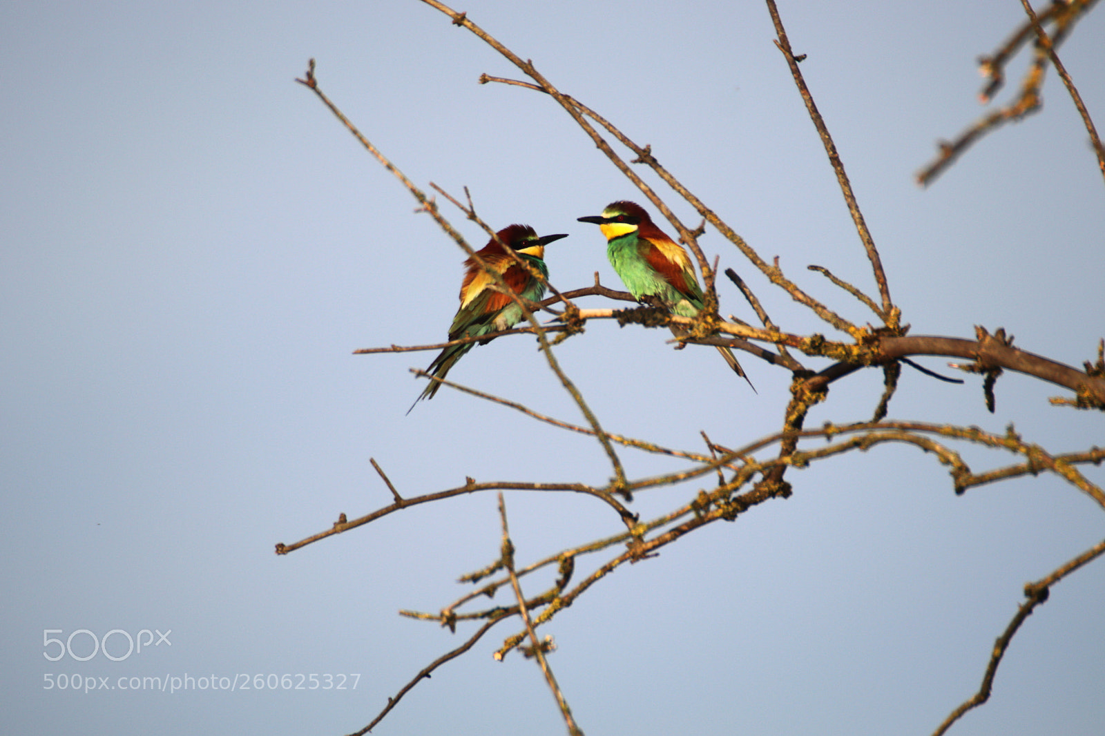 Canon EOS 77D (EOS 9000D / EOS 770D) sample photo. European bee-eaters photography