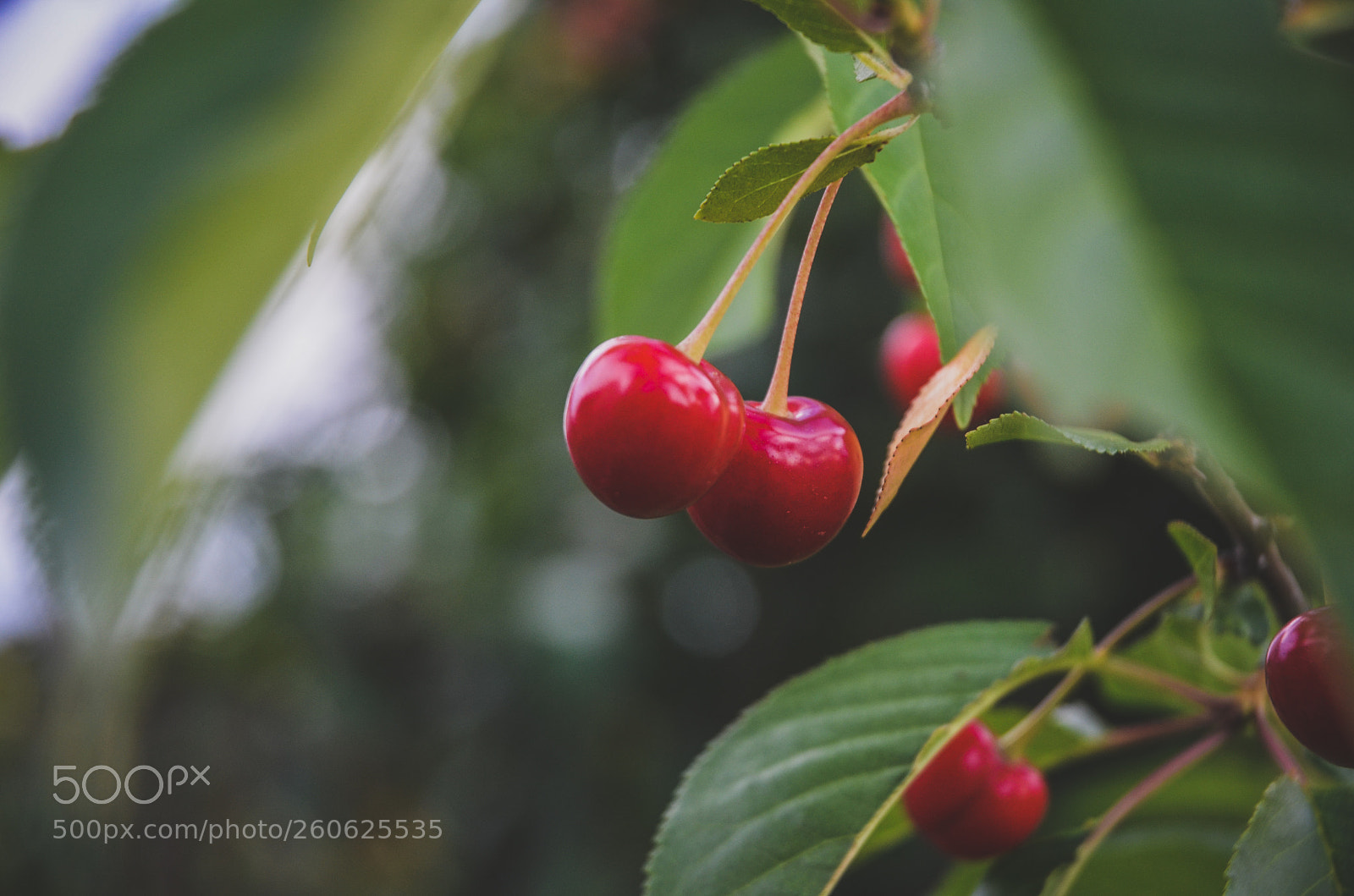 Nikon D5100 sample photo. Cherry photography