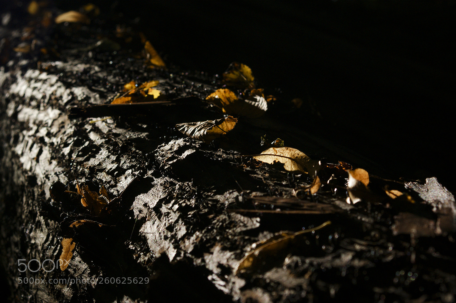 Sony Alpha DSLR-A350 sample photo. Leaves on a fallen photography